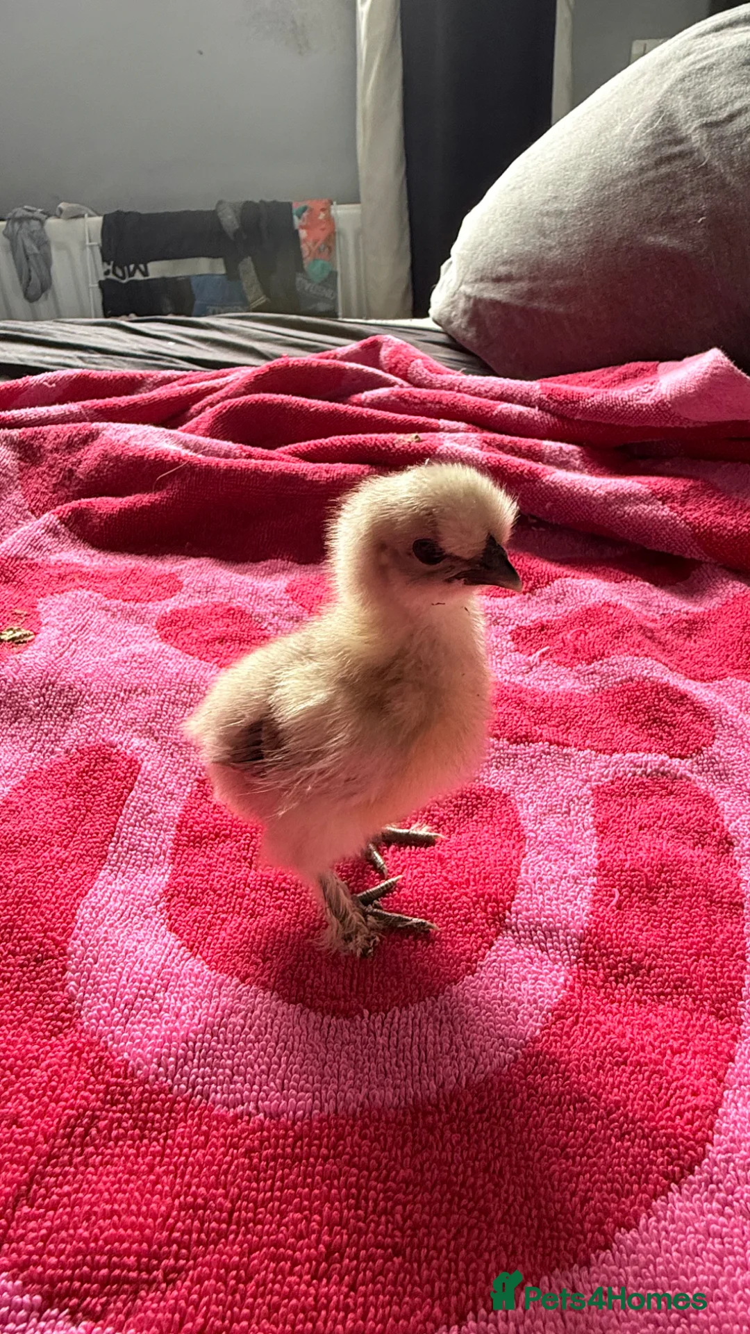 Chickens poultry for sale: Silkie chicks  - Advert 2