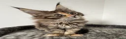 Maine Coon cats for sale: 🐾 Georgous TICA Maine Coon Kittens🐾 - Advert 5