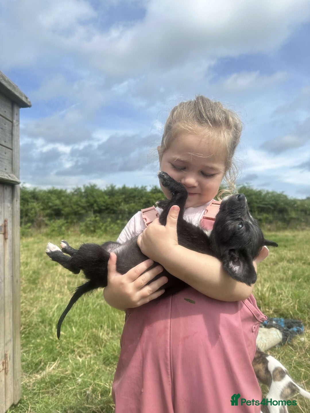 Mixed Breed dogs for sale: Stunning Bedlington x whippet puppies  - Image 5