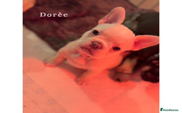 French Bulldog dogs 4 Stunning Cream KC registered French Bulldogs  - Advert 1