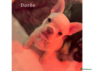 French Bulldog dogs 4 Stunning Cream KC registered French Bulldogs - Advert 1