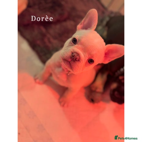 French Bulldog dogs 4 Stunning Cream KC registered French Bulldogs - Advert 1