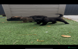 German Shepherd dogs for sale: German Shepherd Puppies, Ready to leave next week - Image 14