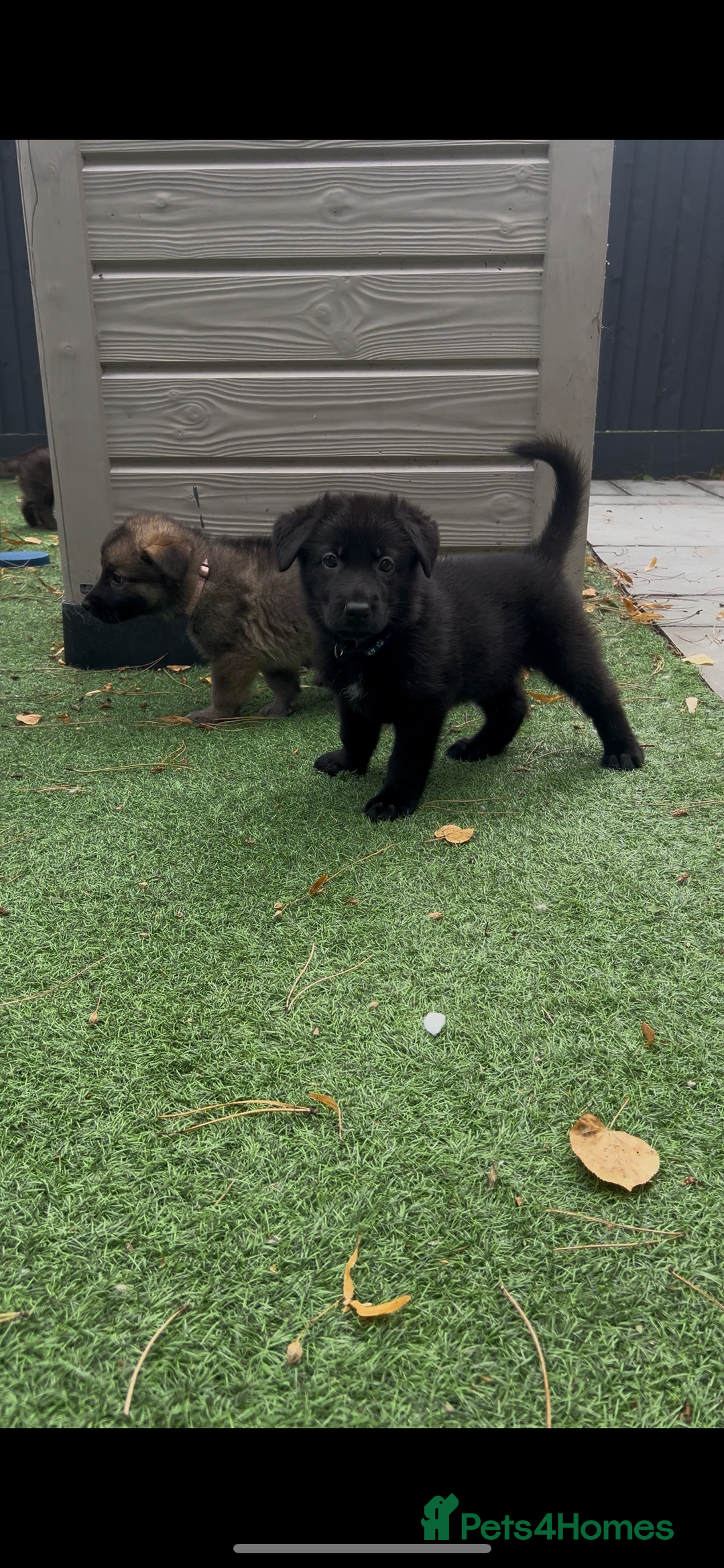 German Shepherd dogs for sale: German Shepherd Puppies, Ready to leave next week - Image 14