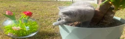 British Shorthair cats for sale: British short hair kittens for sale - Advert 20