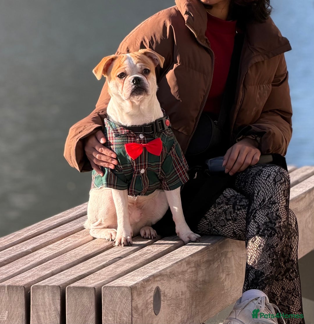 Mixed Breed dogs for sale:  Loving Home Needed for My Puppy - Advert 2