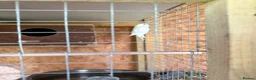 Cockatiels birds for sale: Beautiful and healthy pair of white budgies - Advert 4