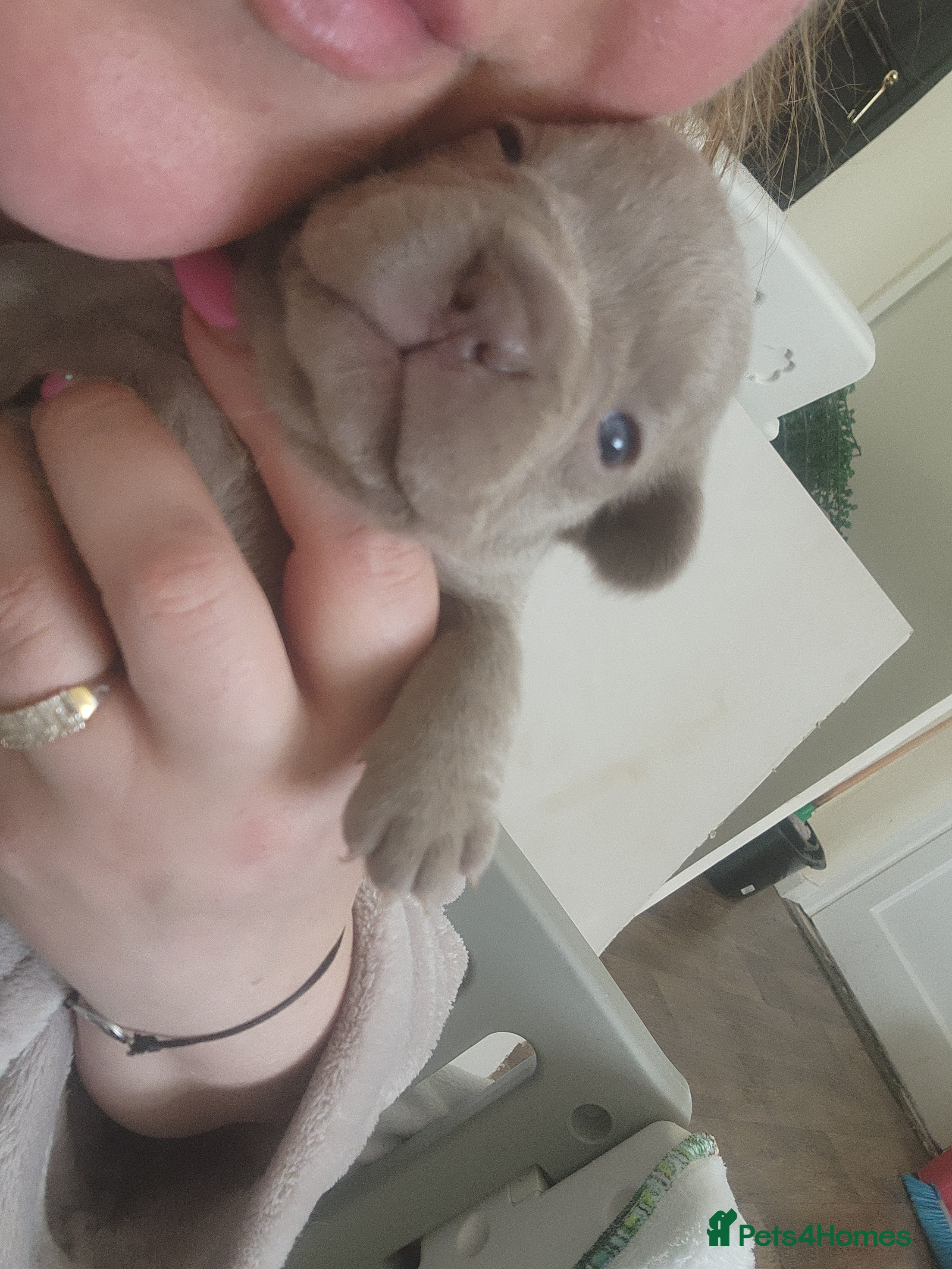 French Bulldog dogs for sale: French Bulldog puppies - Advert 2