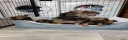 Border Terrier dogs for sale: Stunning Border Terrier Pups - Advert 8