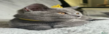 Yellow kitten