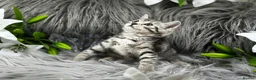 Egyptian Mau cats for sale: TICA REG Silver Egyptian Mau x SnowBengal LAST ONE - Advert 4