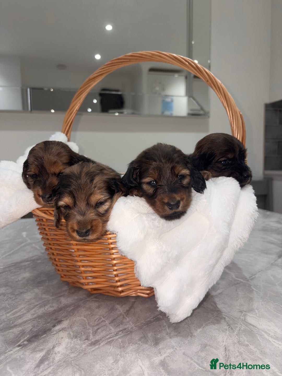 Miniature Dachshund dogs for sale: Quality Russian shaded red minis - Advert 19