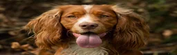 Cocker Spaniel dogs for stud: At STUD - Working Cocker - Advert 7