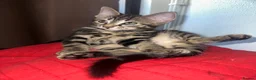 Mixed Breed cats for sale: Domestic Kittens - One Tabby, One Black/Dark Brown - Advert 7