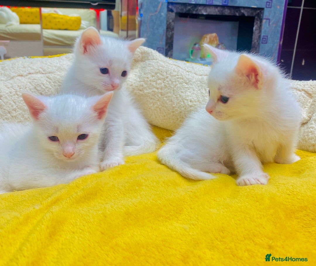 Ragdoll cats for sale: l Ragdol Kiten - Image 3