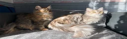 Maine Coon cats for sale: GCCF Fully Registered Maine Coon Kittens  - Advert 36