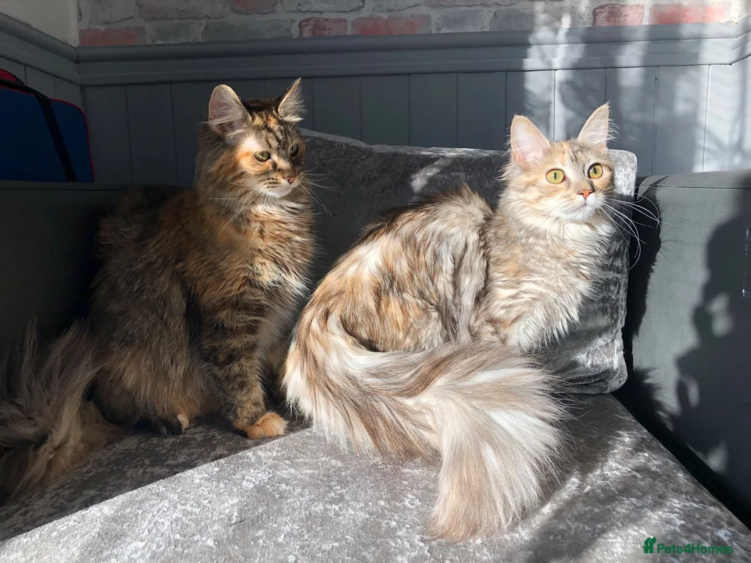 Maine Coon cats for sale: GCCF Fully Registered Maine Coon Kittens  - Advert 36