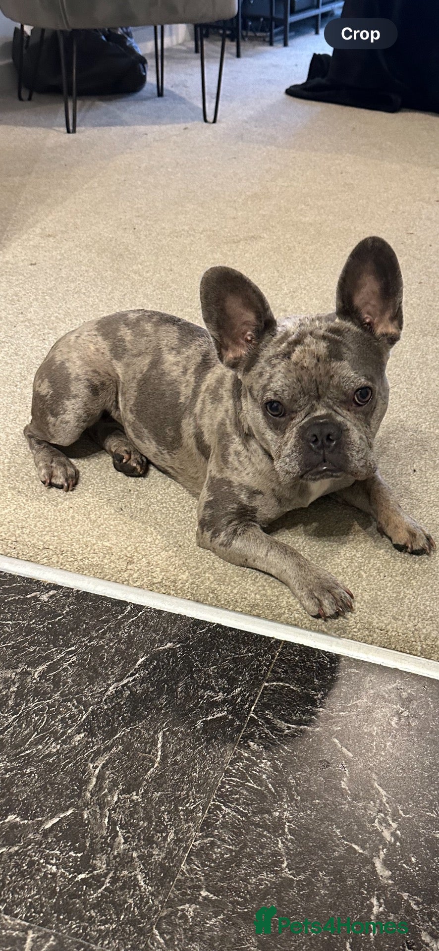 French Bulldog dogs French bulldog puppies for sale  - Advert 1