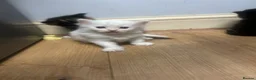 Mixed Breed cats for sale: Britishlonghair & TurkishAngora  last 2 left   - Advert 9