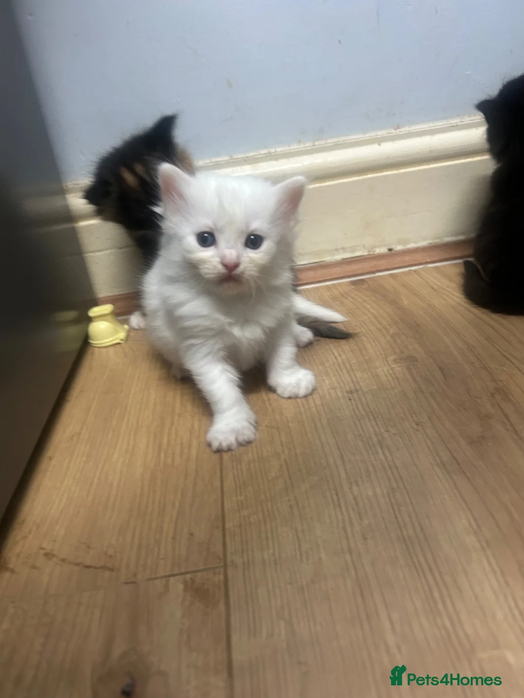 Mixed Breed cats for sale: Britishlonghair & TurkishAngora  last 2 left   - Advert 9