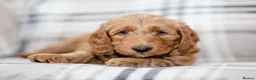 Goldendoodle dogs for sale: WAITING LIST OPEN - AUSSIE DOODLES  - Advert 22