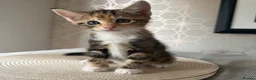 Mixed Breed cats for sale: 3 beautiful girls   in Rotherham - Advert 3