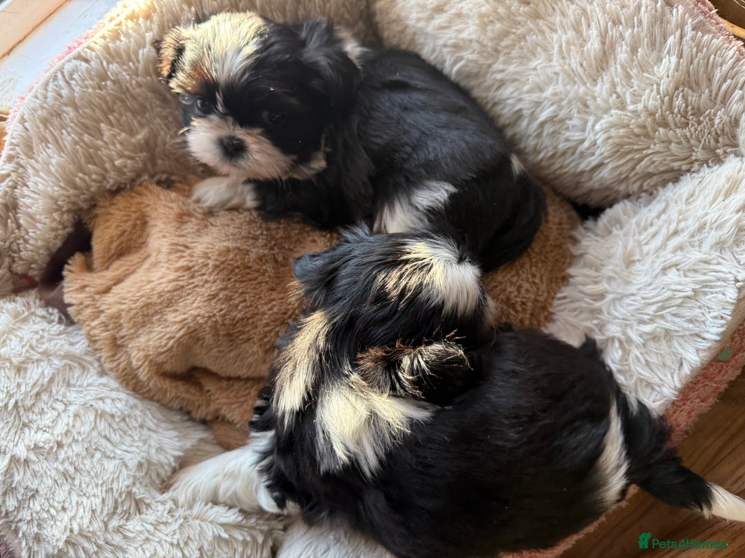 Shih Tzu dogs for sale: READY NOW …Special prices on pups POA  - Advert 9
