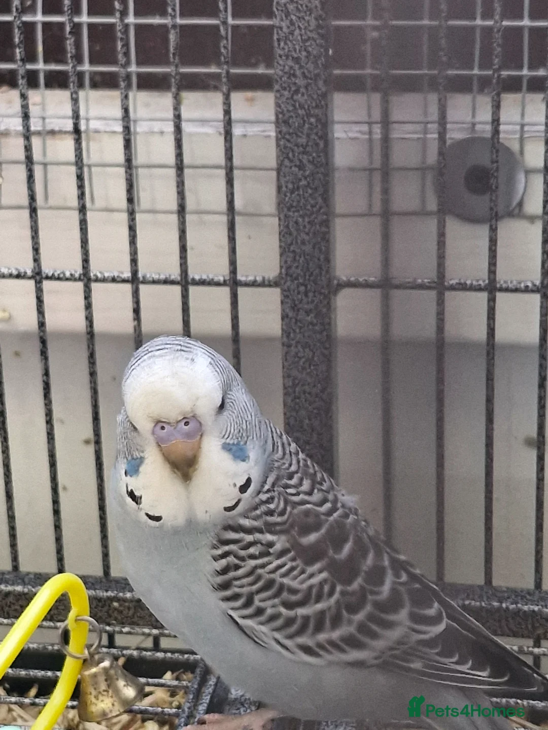 Budgerigars birds for sale: 6 Baby Budgies for sale - Advert 8