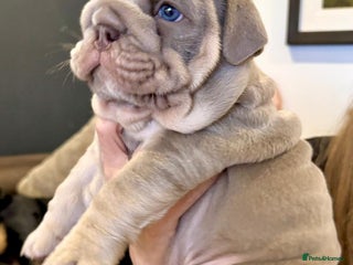 English Bulldog dogs Stunning chunky English bulldog puppies - Advert 12