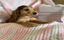 Cocker Spaniel dogs for sale: Last 2 boys fully vaccinated health checked  - Image 21