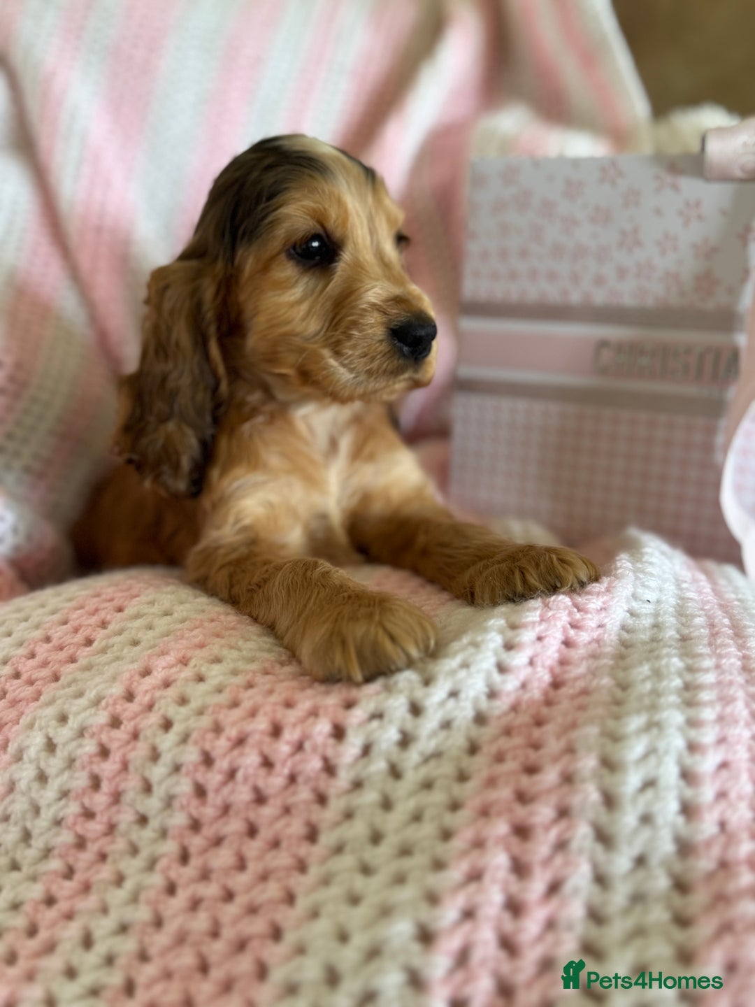 Cocker Spaniel dogs for sale: Last 2 boys fully vaccinated health checked  - Image 21