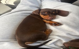 Dachshund dogs for sale: Honey and Mapple  - Image 3