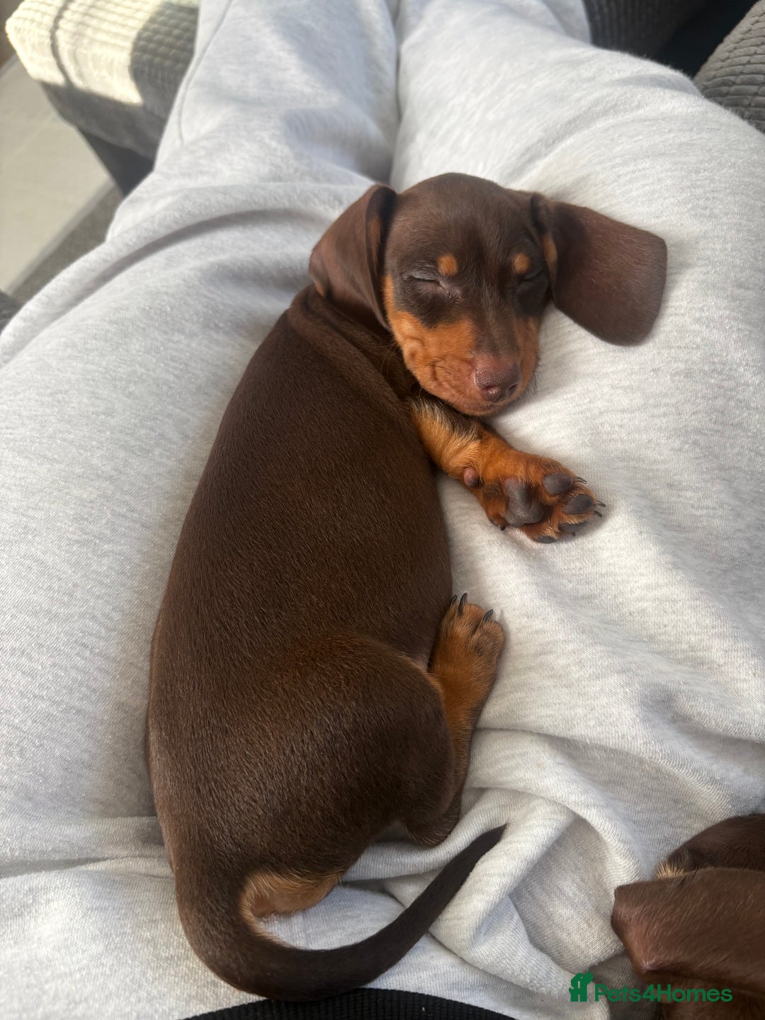 Dachshund dogs for sale: Honey and Mapple  - Image 3