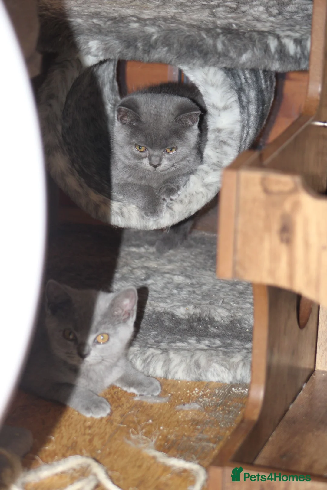 Scottish Fold cats for sale: Scottish straight girls ready for a new home🥰 - Advert 1