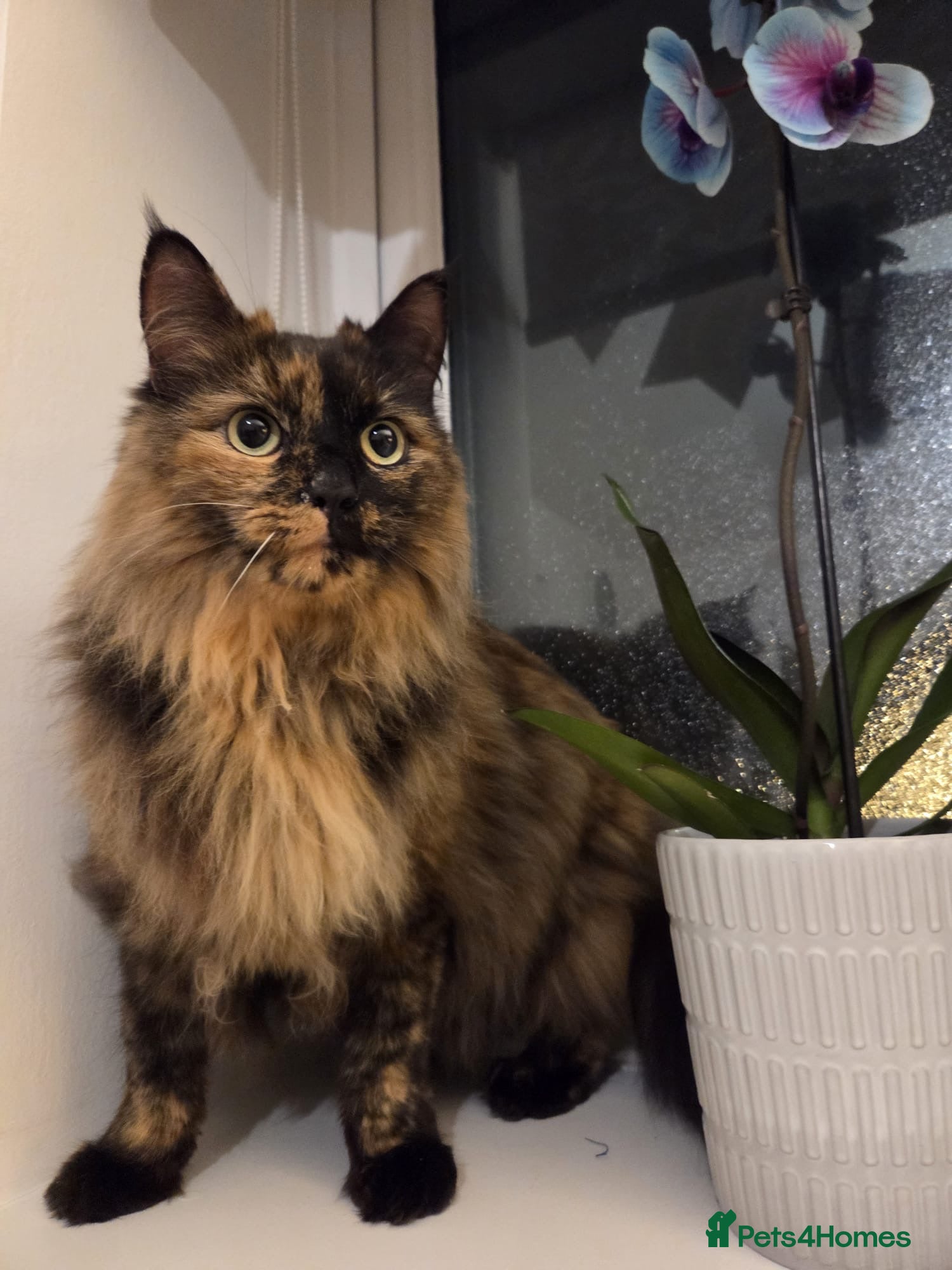 Mixed Breed cats Meet KoKo - Advert 2