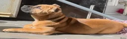 Mixed Breed dogs for sale: Staffy cross chow chow  - Advert 3