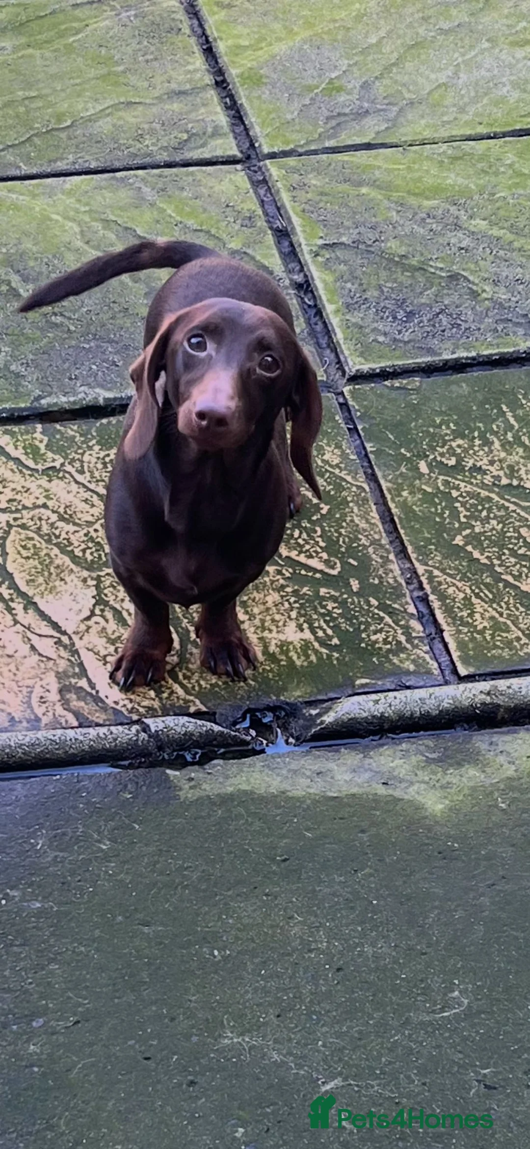 Dachshund dogs for sale: 11 momth male dadchund  - Advert 2
