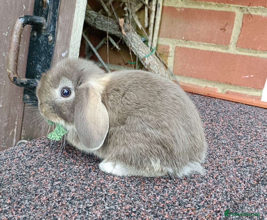 Mini Lop rabbits for sale: Pure bred mini lop baby - Image 8