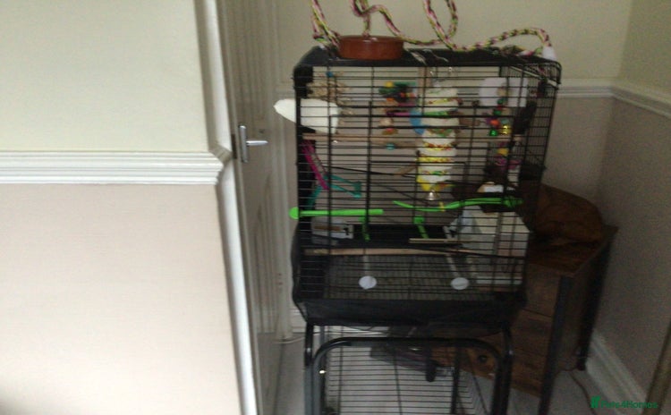 Budgerigars birds - Advert 14