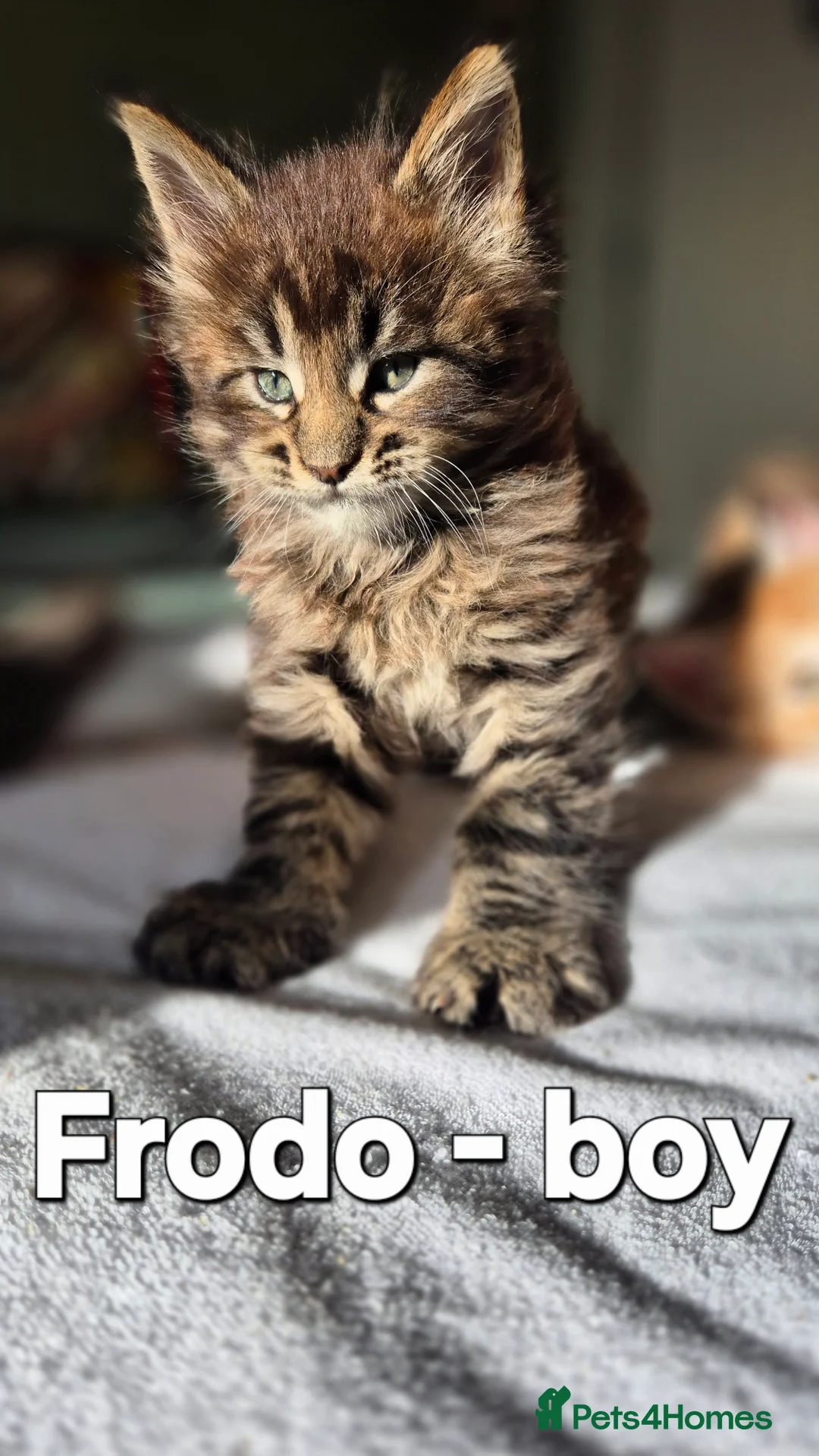 Maine Coon cats for sale: Maine Coon Kittens | TICA Parents | Health Tested - Advert 9