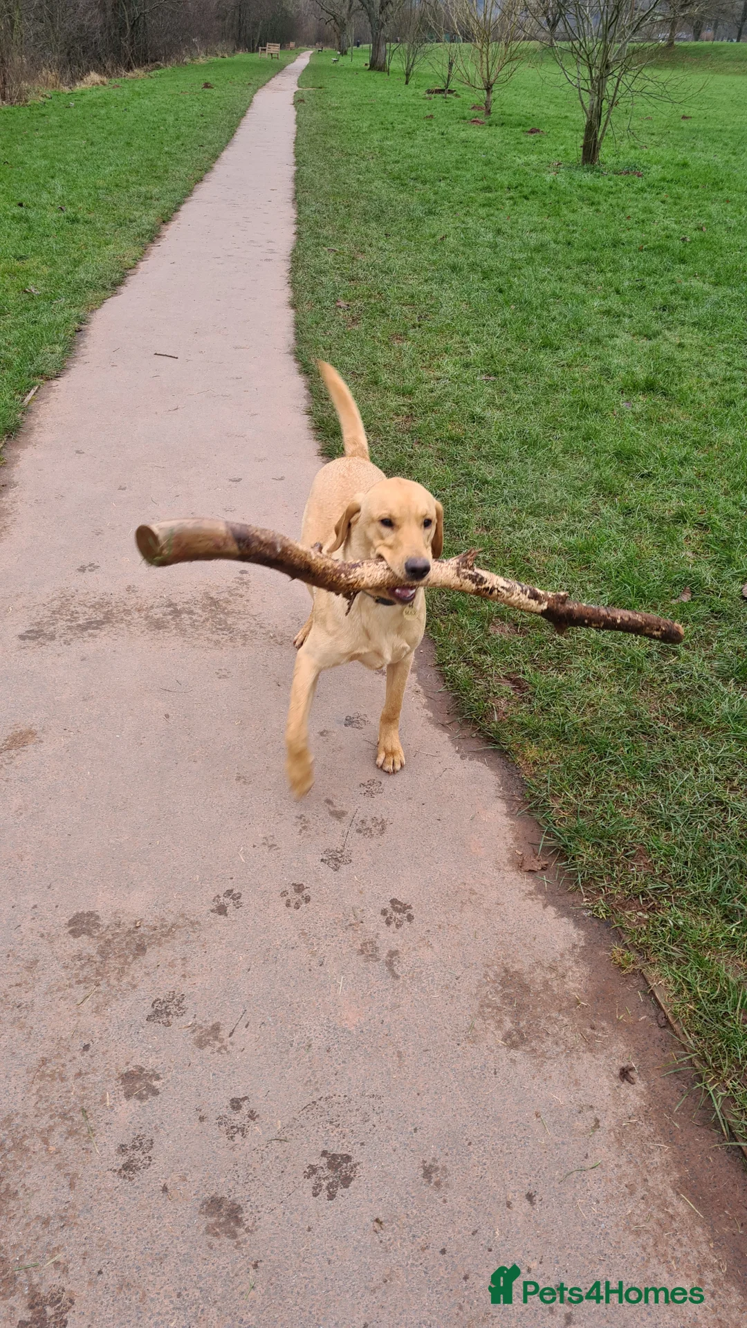 Labrador Retriever dogs for stud: Unproven Labrador Stud NO FEE. KC reg/BVA screened in Brecon - Advert 30