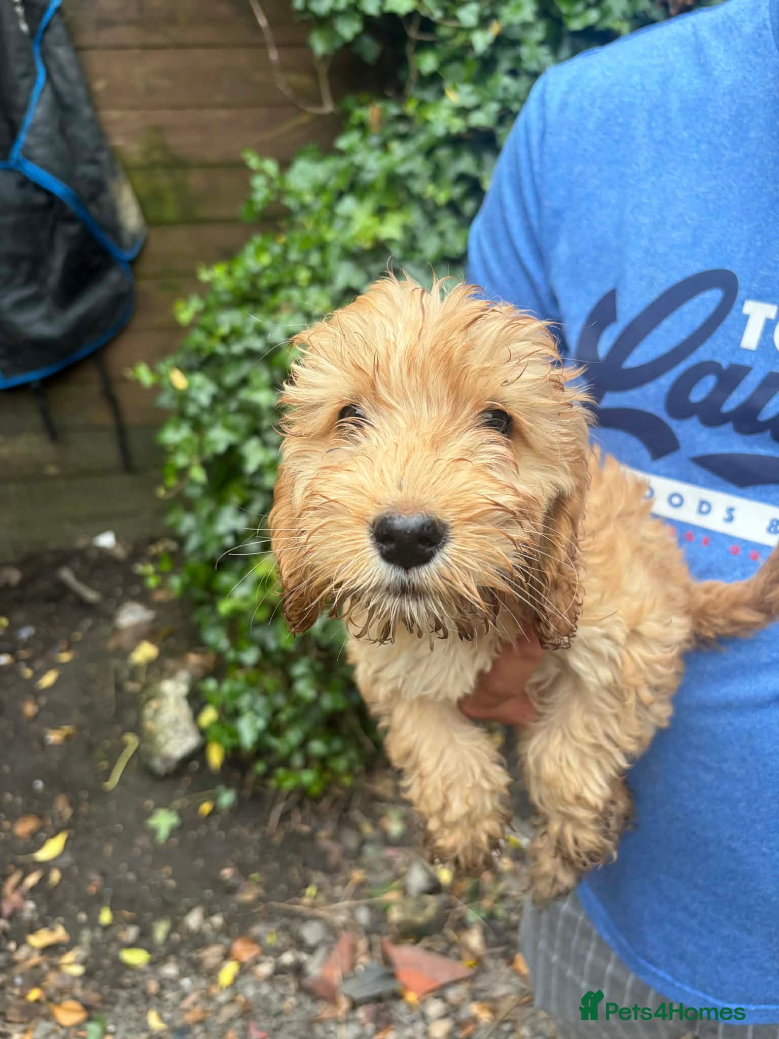 Cockapoo Puppy 1