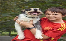 Fox Terrier dogs for adoption: Rex - fox terrier mix - Image 3