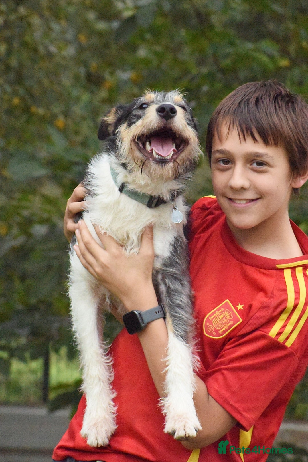 Fox Terrier dogs for adoption: Rex - fox terrier mix - Image 3