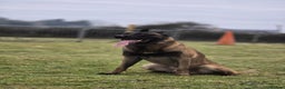 Belgian Shepherd Dog dogs for stud: CHANCE MR3 Vice Champion PSA2 at STUD - Advert 5