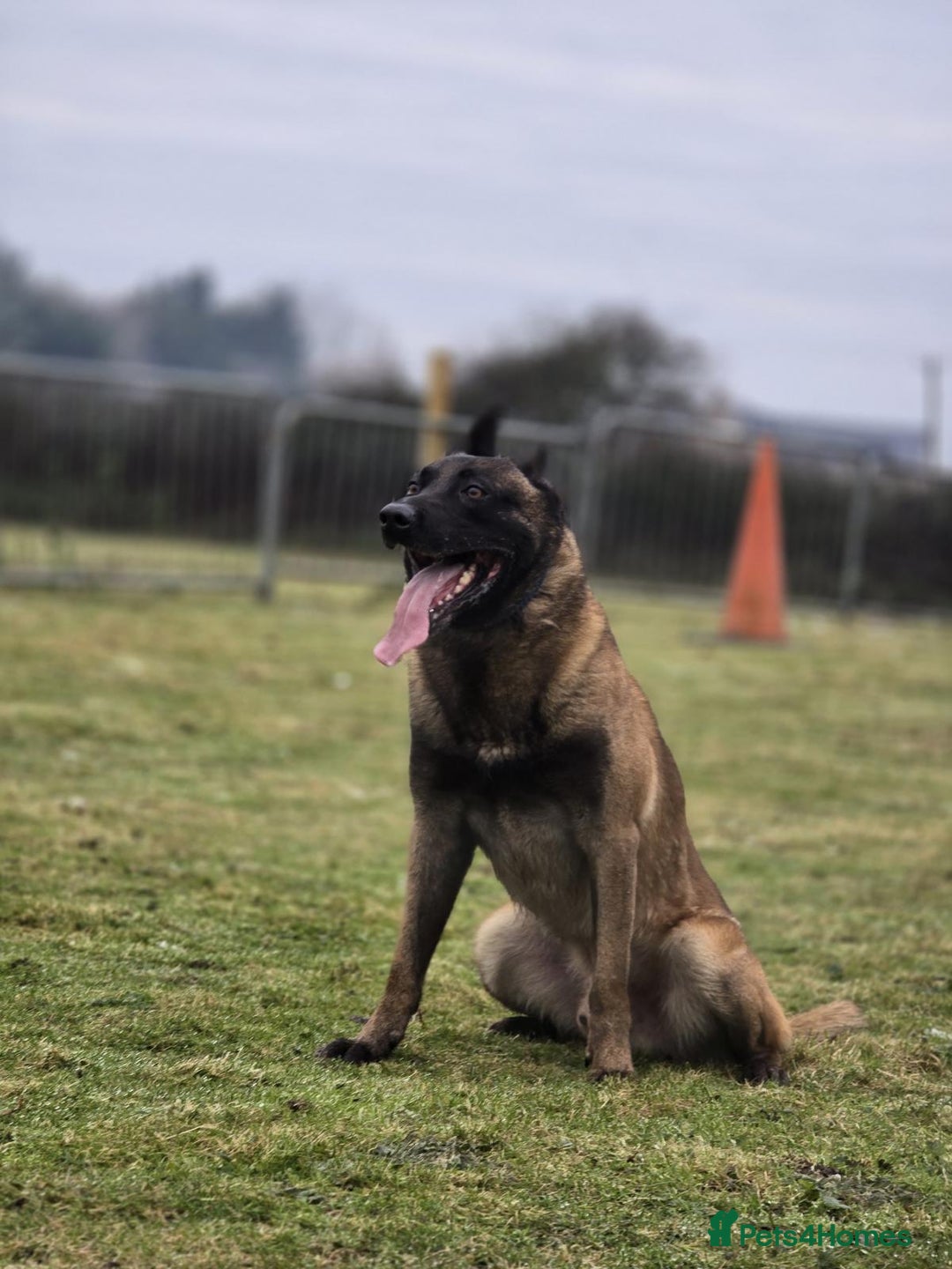 Belgian Shepherd Dog dogs for stud: CHANCE MR3 Vice Champion PSA2 at STUD - Advert 5