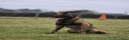Belgian Shepherd Dog dogs for stud: CHANCE MR3 Vice Champion PSA2 at STUD - Advert 6