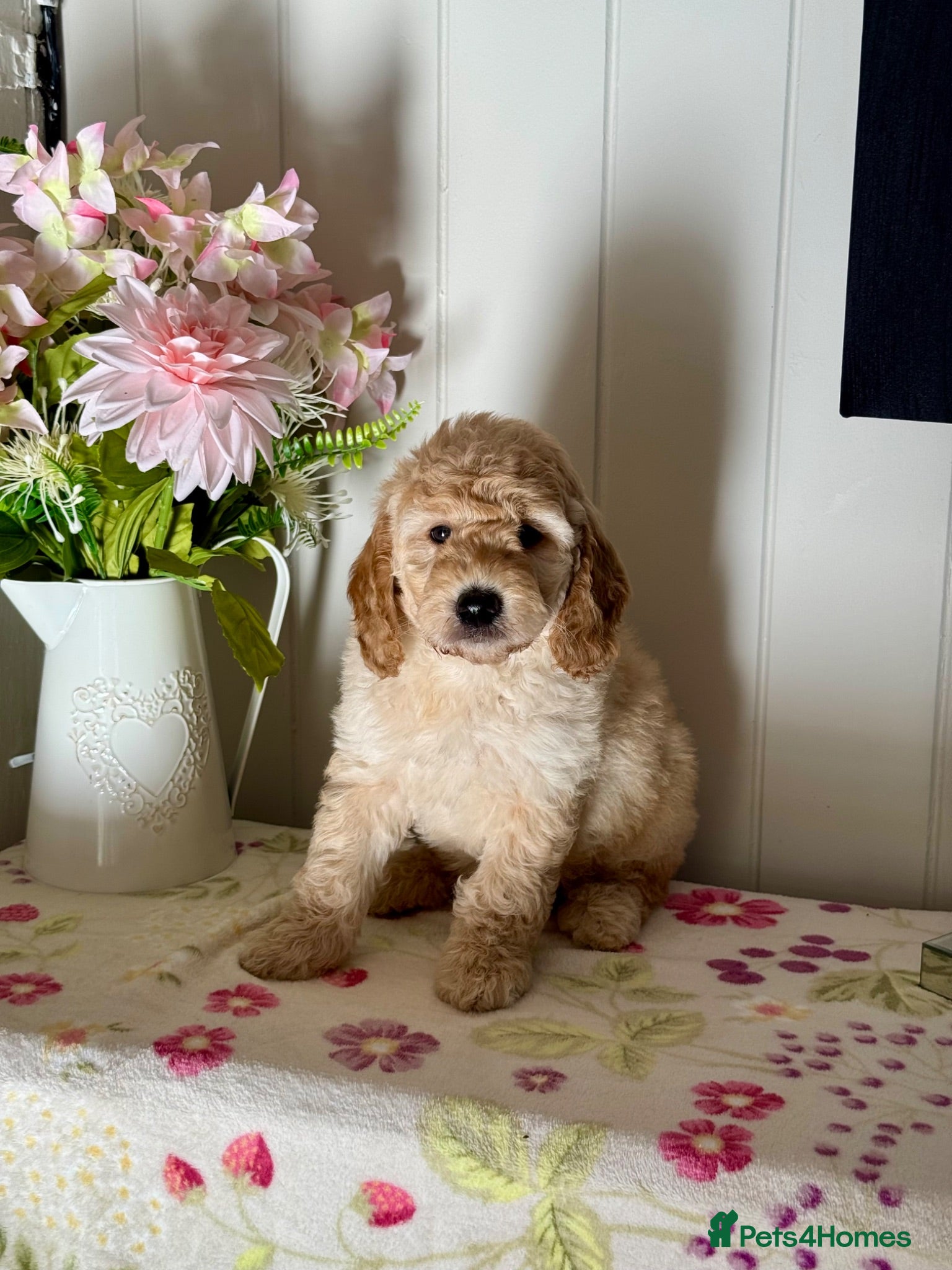 Goldendoodle dogs 6 mini Goldendoodles dna clear puppies  - Advert 7