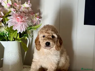 Goldendoodle dogs 6 mini Goldendoodles dna clear puppies - Advert 5