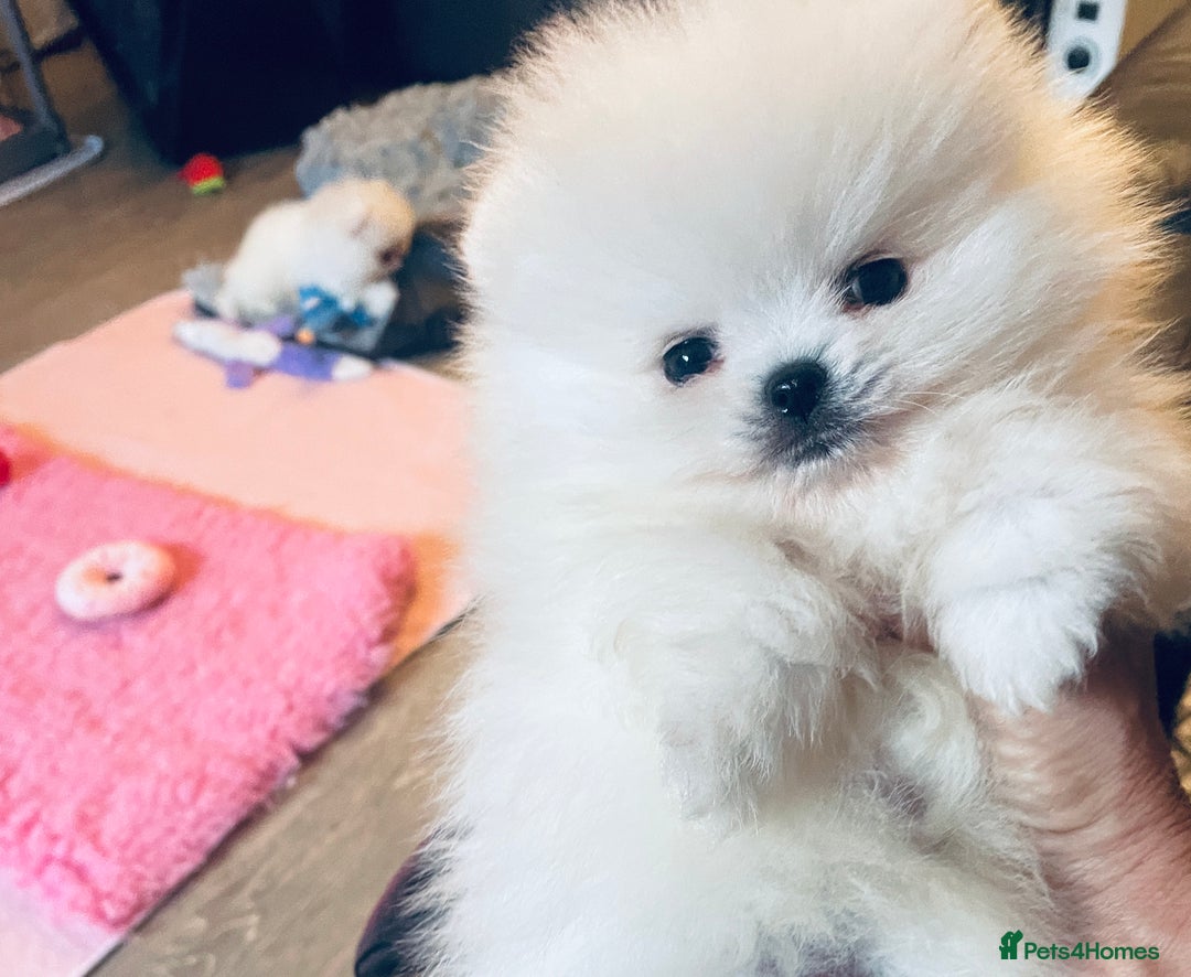 Pomeranian dogs for sale: Stunning teddybear face Boys Ready🌟 - Advert 27